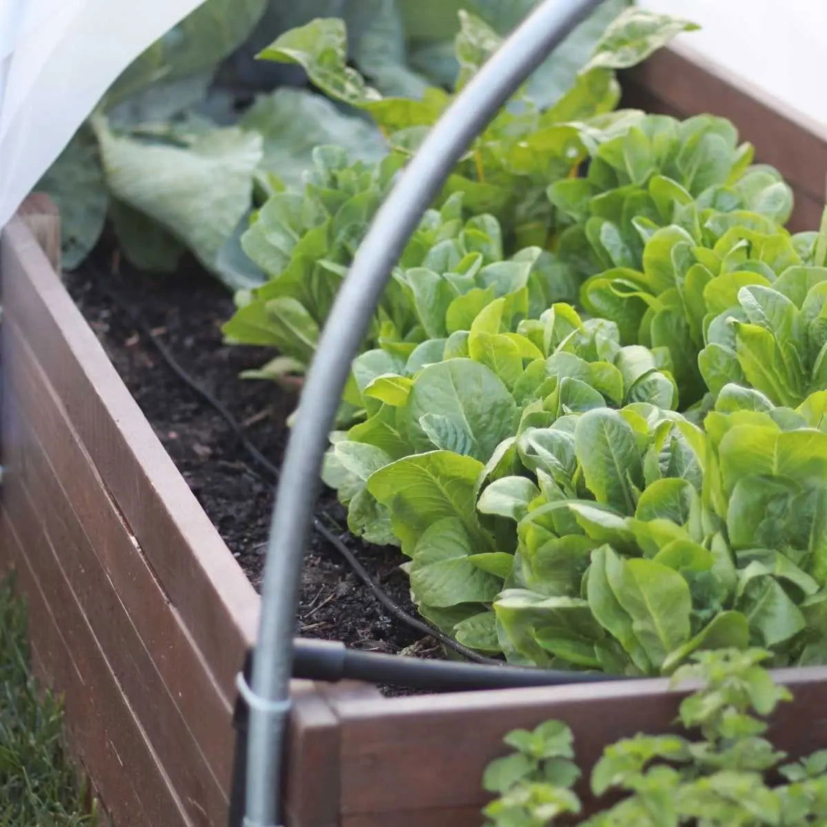A raised garden bed filled with lettuce and cabbage flourishes outdoors under a curved metal frame, nourished by the Bootstrap Farmer Watering - Raised Bed Drip Irrigation Kit.
