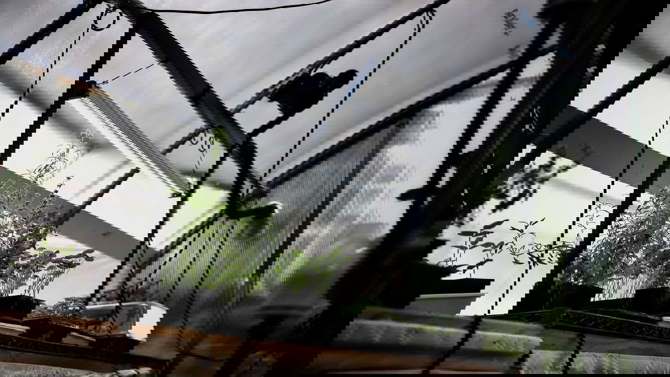 Photograph of various herbs growing under a grow light inside a greenhouse featuring a curved polycarbonate roof and vibrant green plants with visible details like long stems and small leaves.
