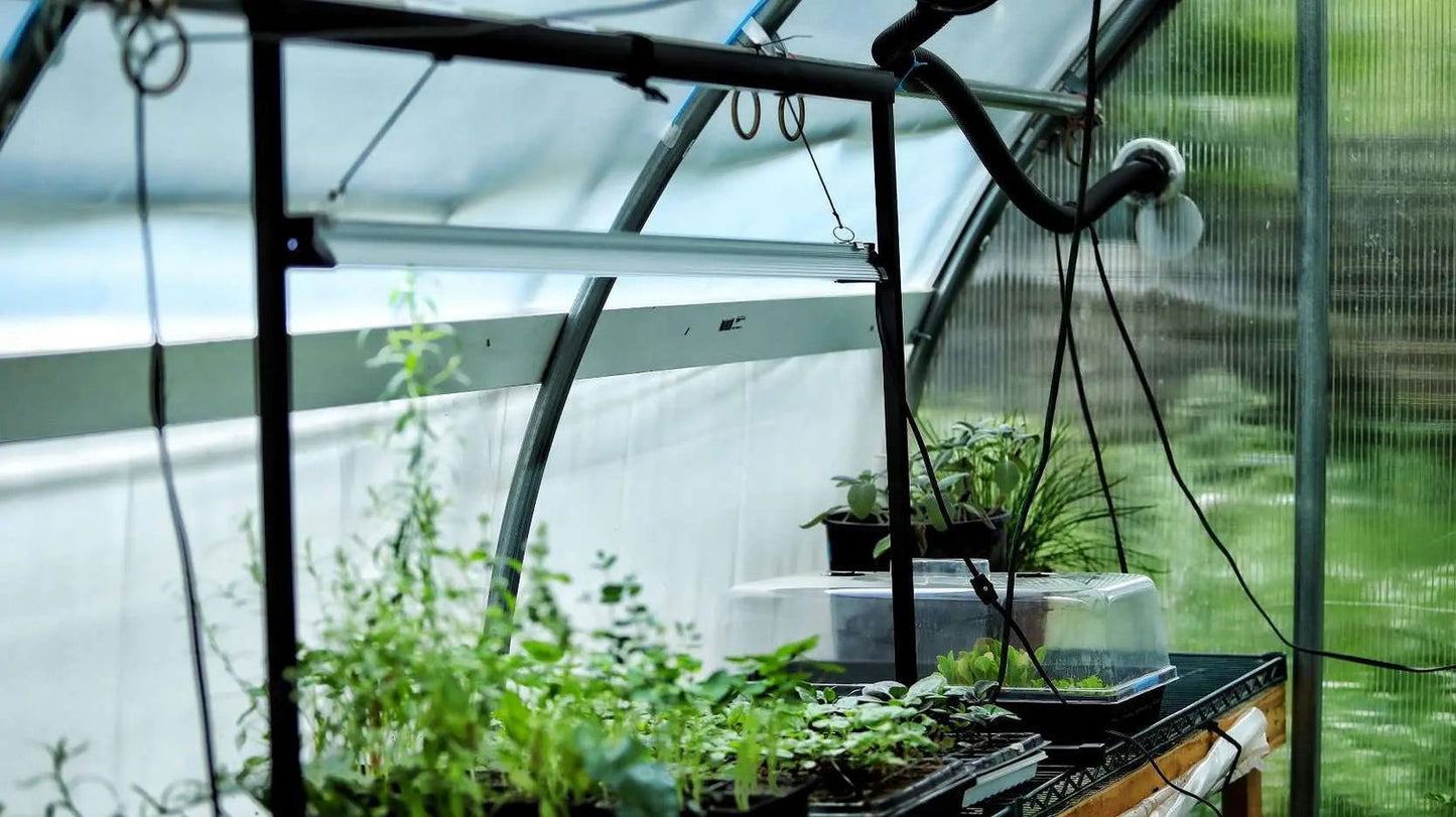 Photograph of various seedlings and herbs growing under a grow light inside a greenhouse featuring vibrant green foliage and a clear plastic humidity dome