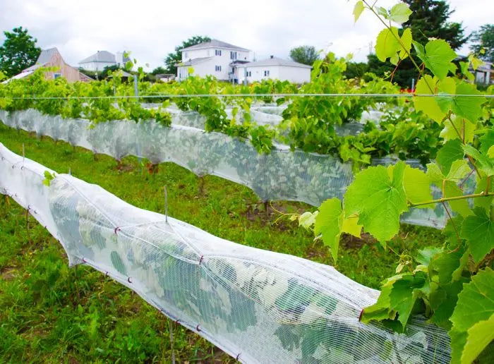 Photograph vineyard rows protected by netting near white houses and lush green grapevines vibrant green leaves and translucent netting in a picturesque setting
