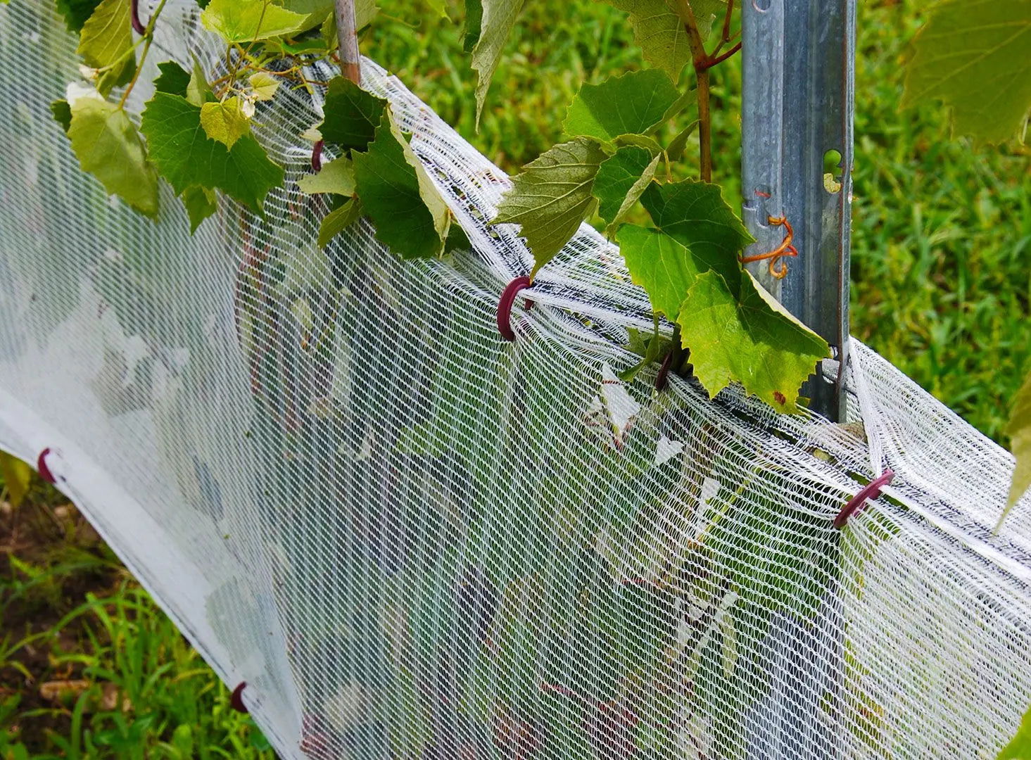 Photograph of grapevines protected by a white mesh netting secured with maroon clips in a vineyard featuring lush green leaves and a metallic support post