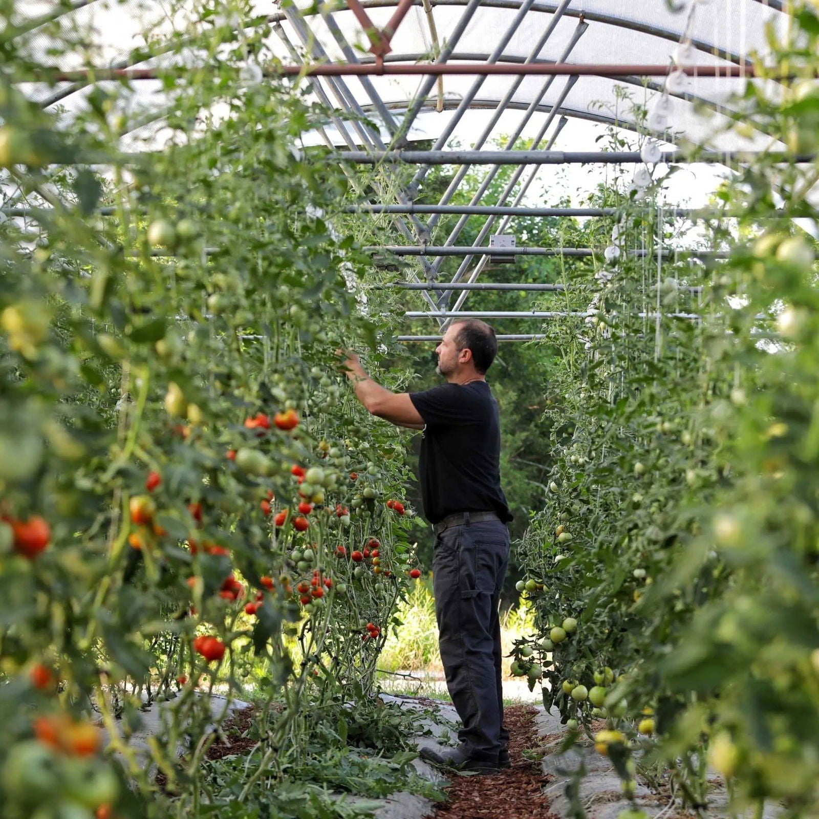 A man tends tall rows of tomato plants in a greenhouse using Bootstrap Farmer Tomato Roller Hooks, with sunlight streaming in and both red and green tomatoes hanging from the vines.