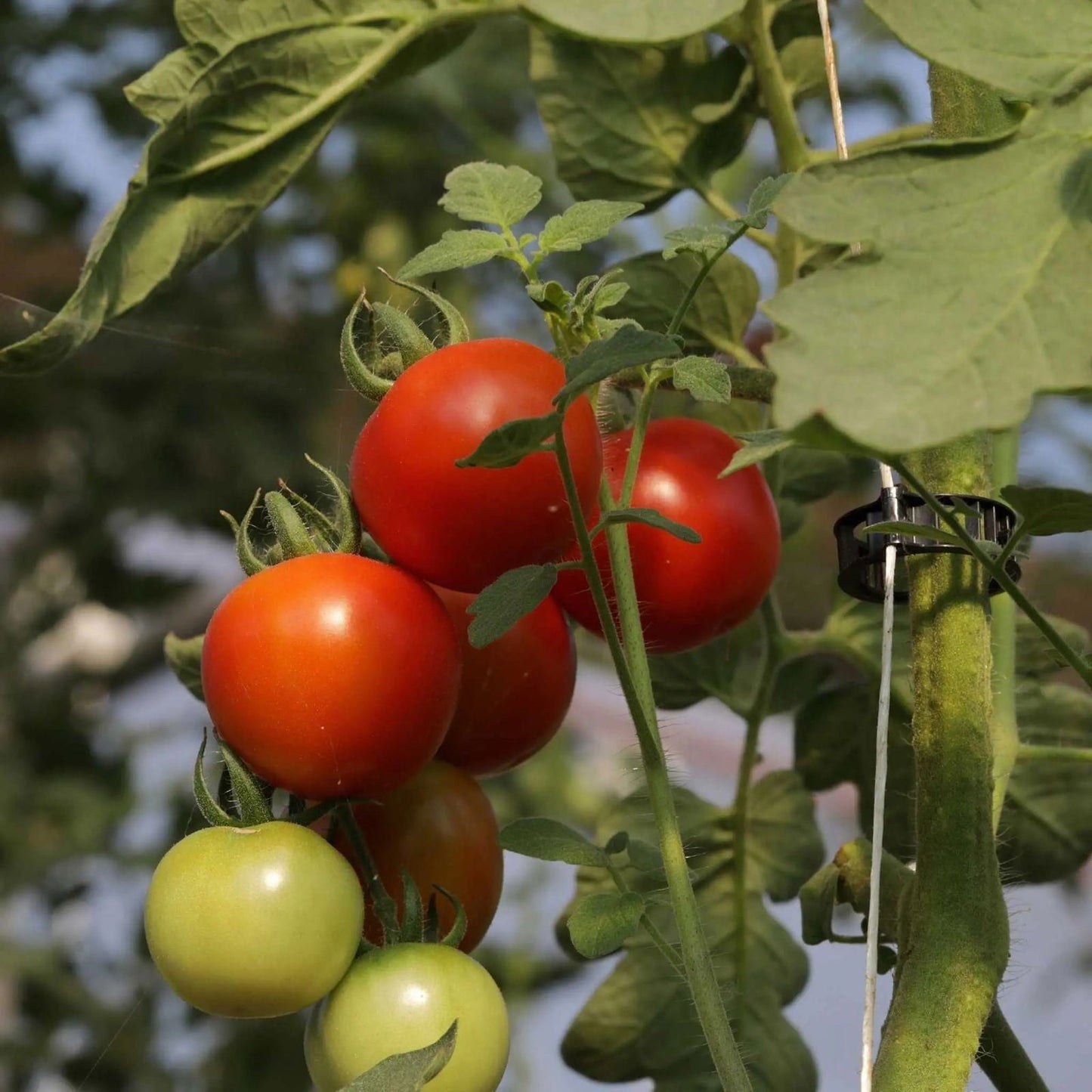A cluster of ripe and unripe tomatoes is supported by Bootstrap Farmer Tomato Roller Hooks, secured with a string and plant clip among lush green leaves.