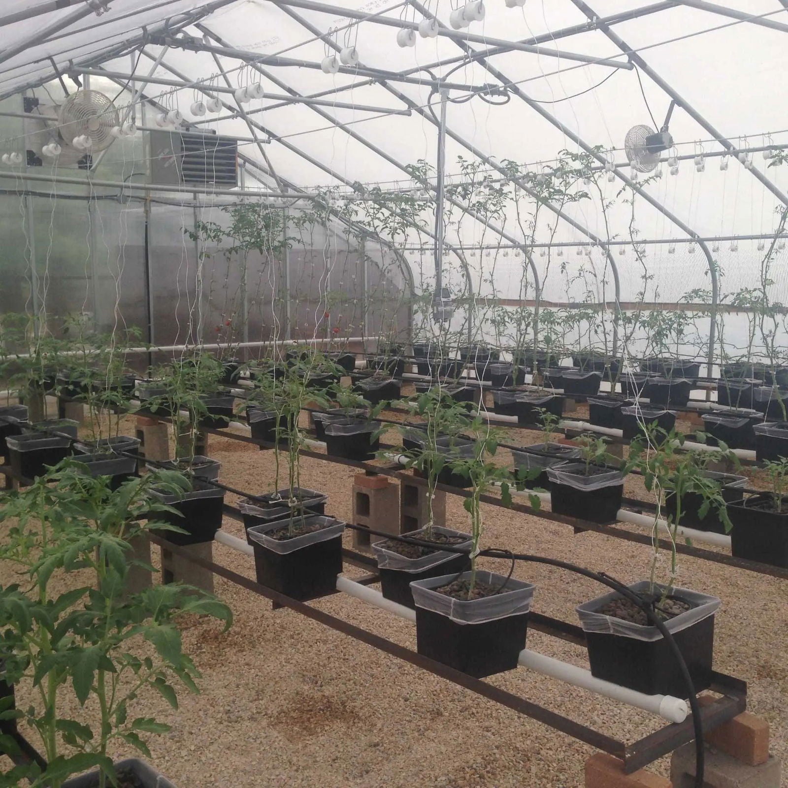 Inside a greenhouse, rows of young plants in black pots sit on raised platforms, supported by Bootstrap Farmer Tomato Roller Hooks with the lower and lean method; fans, irrigation pipes, and sunlight through the clear roof are also visible.