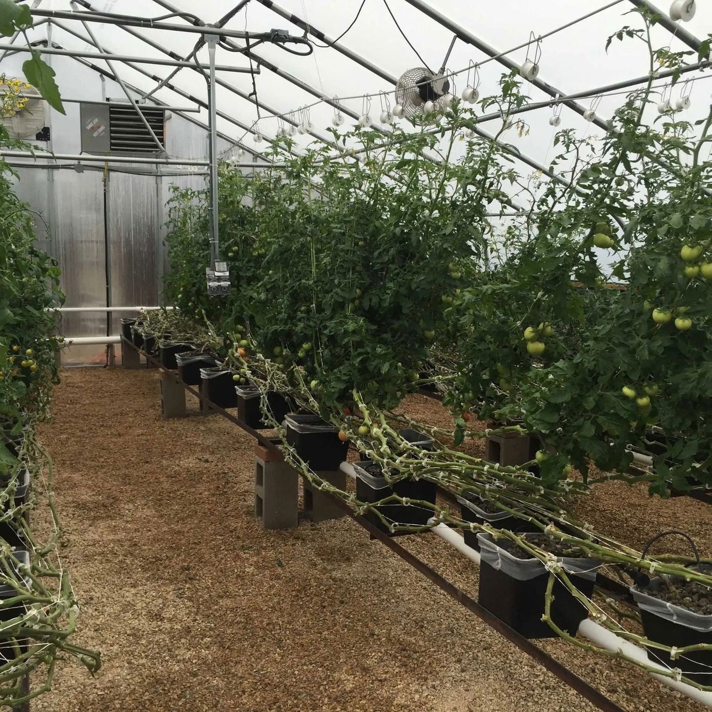 Rows of tall tomato plants grow in black containers inside a greenhouse, supported by Bootstrap Farmer Tomato Roller Hooks. Unripe green tomatoes hang from the vines, with gravel flooring and overhead metal pipes and fans visible.