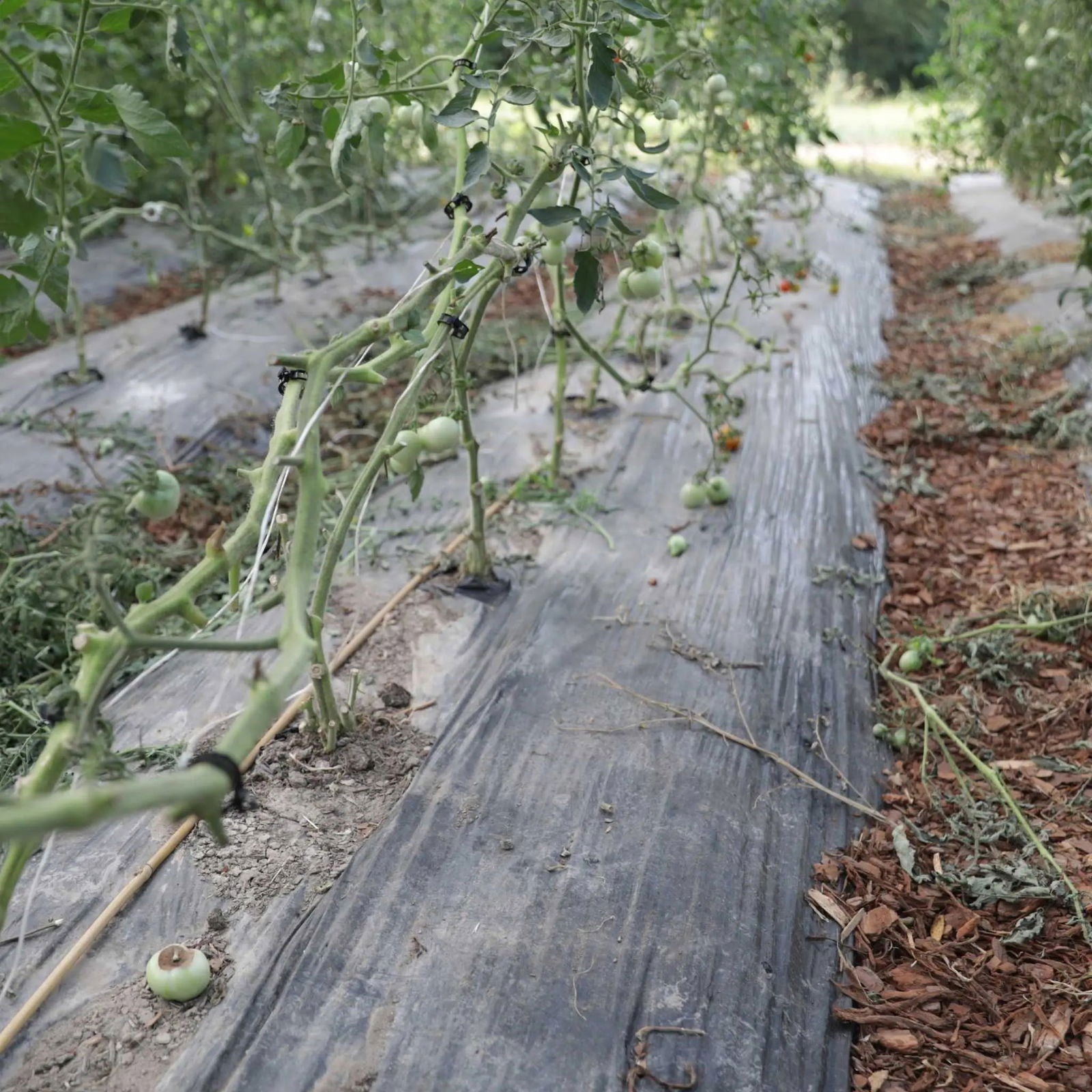 Tomato plants grow in rows covered with black plastic mulch, with some fruit and leaves on the ground. Using Bootstrap Farmer’s Tomato Roller Hooks can improve plant support and garden organization by keeping growth upright and tidy.