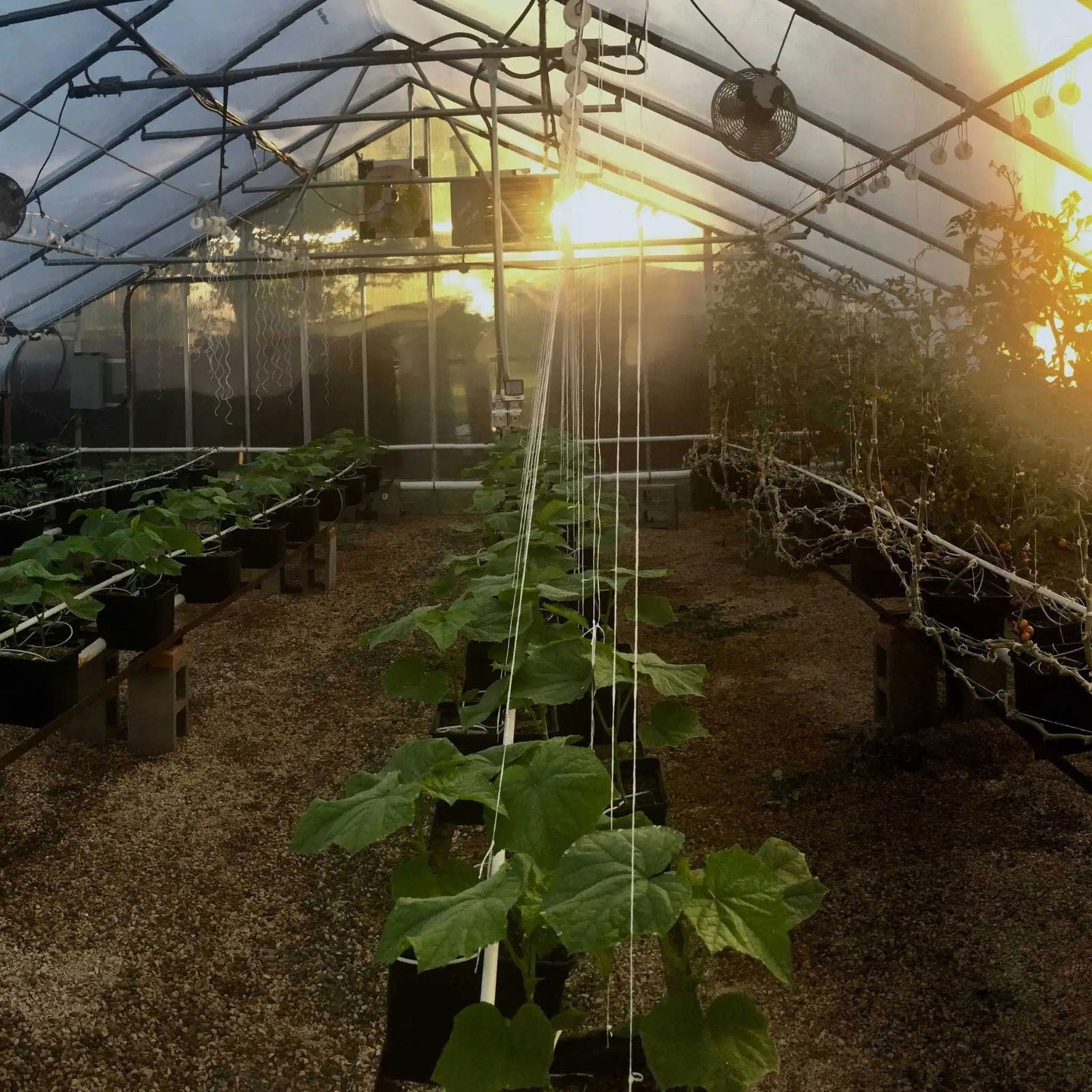Sunlight streams through the plastic roof of a greenhouse filled with potted green plants, supported by Bootstrap Farmer Tomato Roller Hooks, with fans and equipment visible overhead.