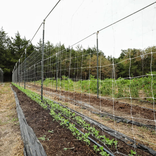 Photograph of rows of vibrant green pea plants growing along a wire mesh fence in a rural garden against a backdrop of trees.