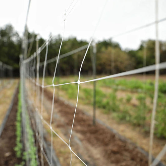 Photograph of a white plastic mesh fence in a garden with rows of young plants and a background of trees