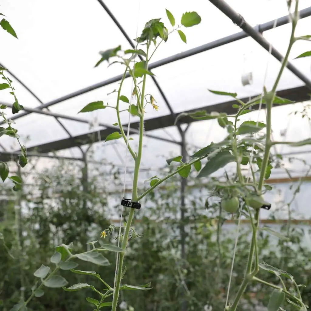 Tomato plants grow tall in a greenhouse, supported by Bootstrap Farmer Plant Support Vine Clips attached to strings. The greenhouse and leafy plants are visible in the background, showcasing effective plant support.
