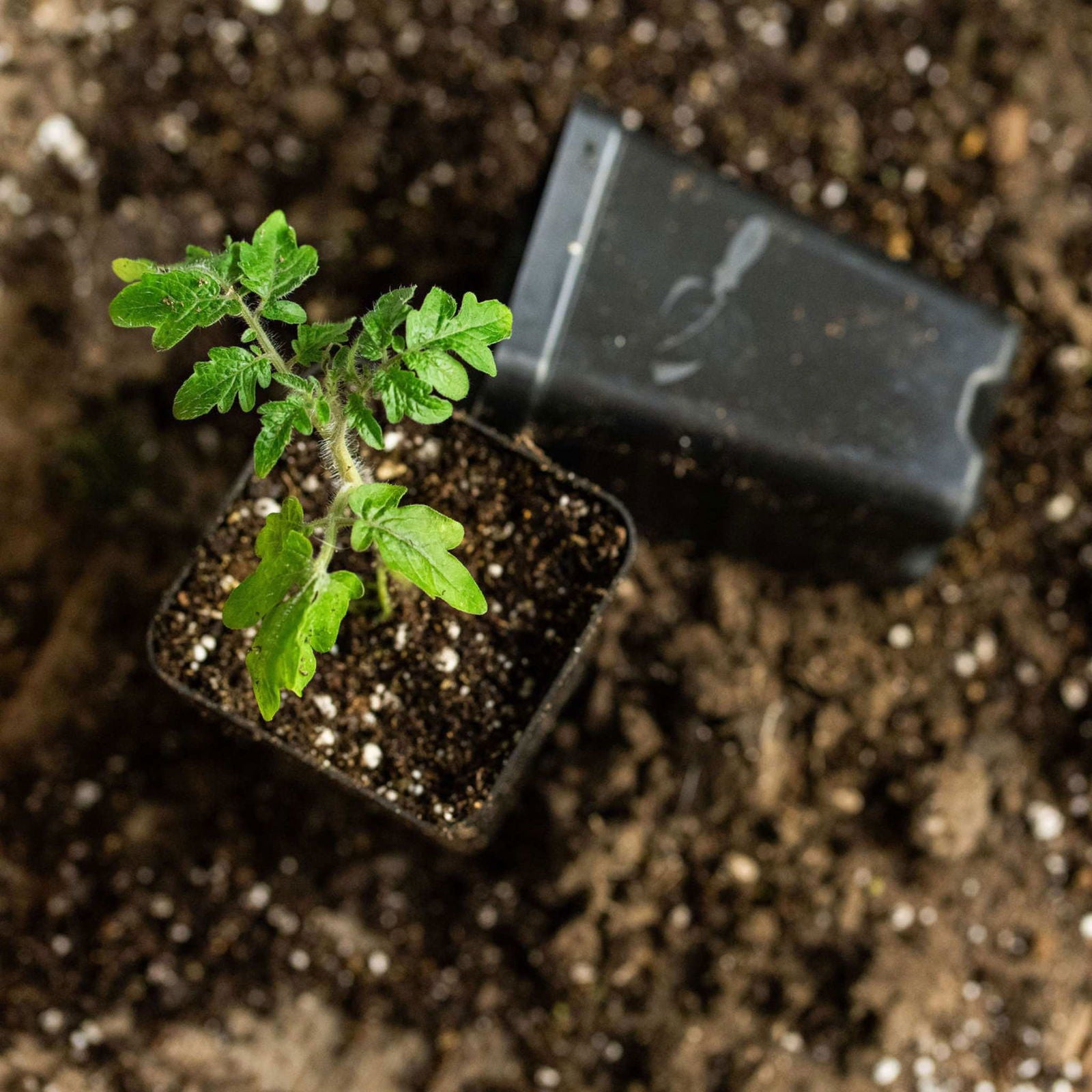 Seed Starter Pots - 2.5" Extra Strength - Blessings Grow Meadows