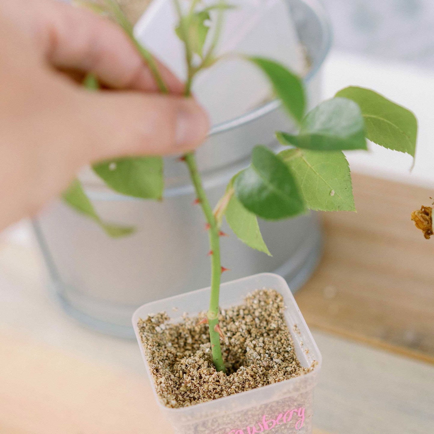 Seed Starter Pots - 2.5" Extra Strength - Blessings Grow Meadows