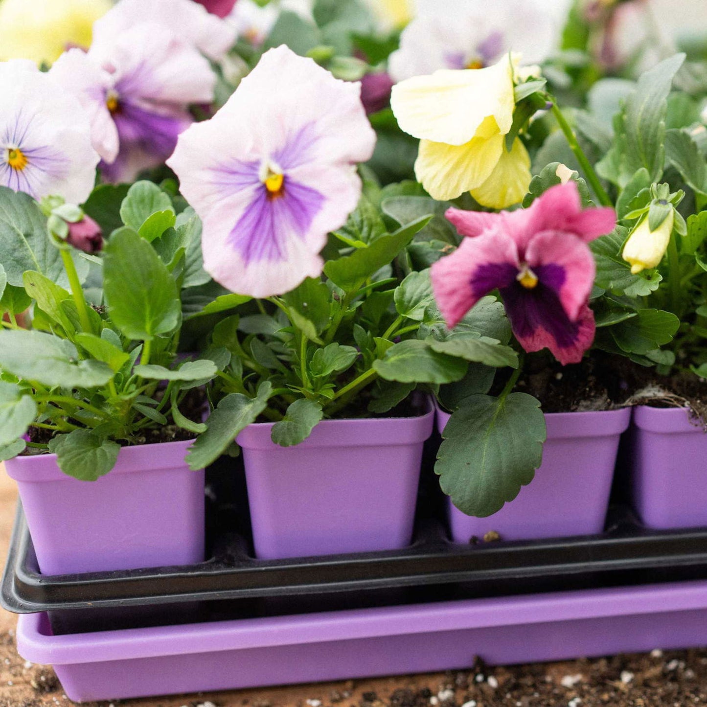 Seed Starter Pots - 2.5" Extra Strength - Blessings Grow Meadows