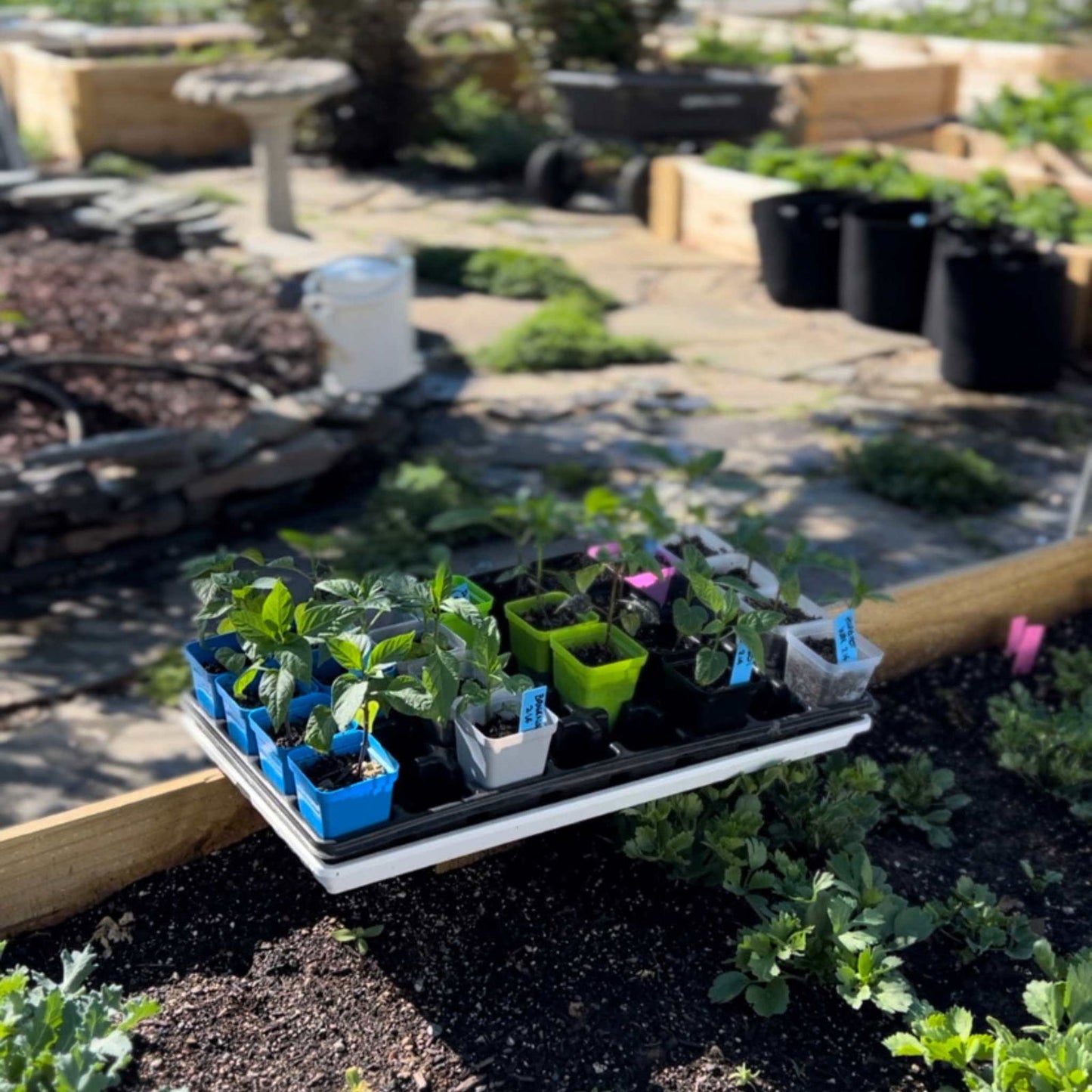 Seed Starter Pots - 2.5" Extra Strength - Blessings Grow Meadows