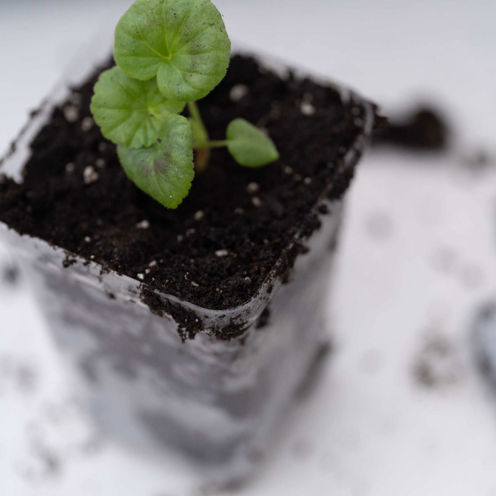 Seed Starter Pots - 2.5" Extra Strength - Blessings Grow Meadows