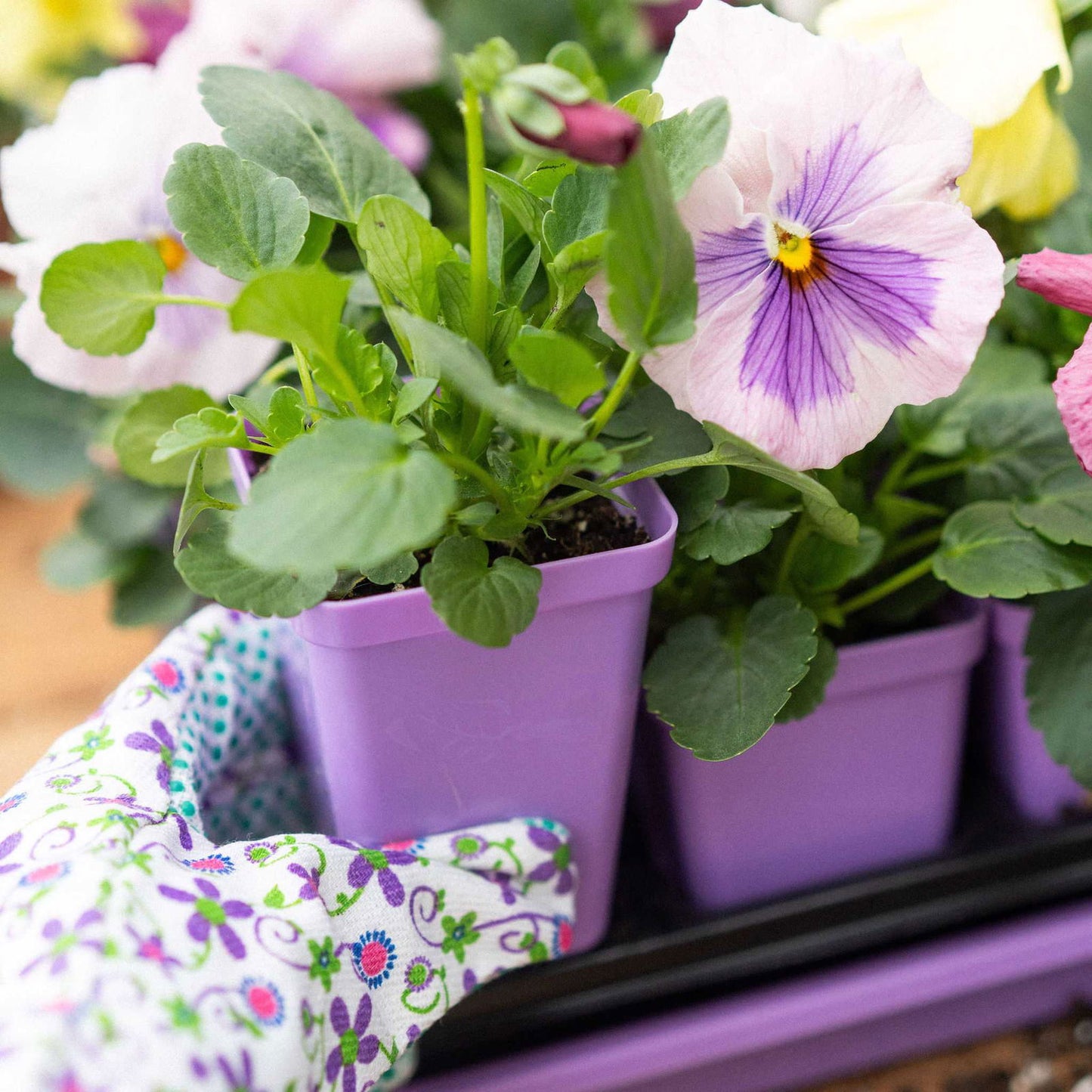 A gloved hand holds a small purple pot with a blooming pansy flower. Other similar potted pansies are nearby. The gloves are white with a colorful floral pattern.