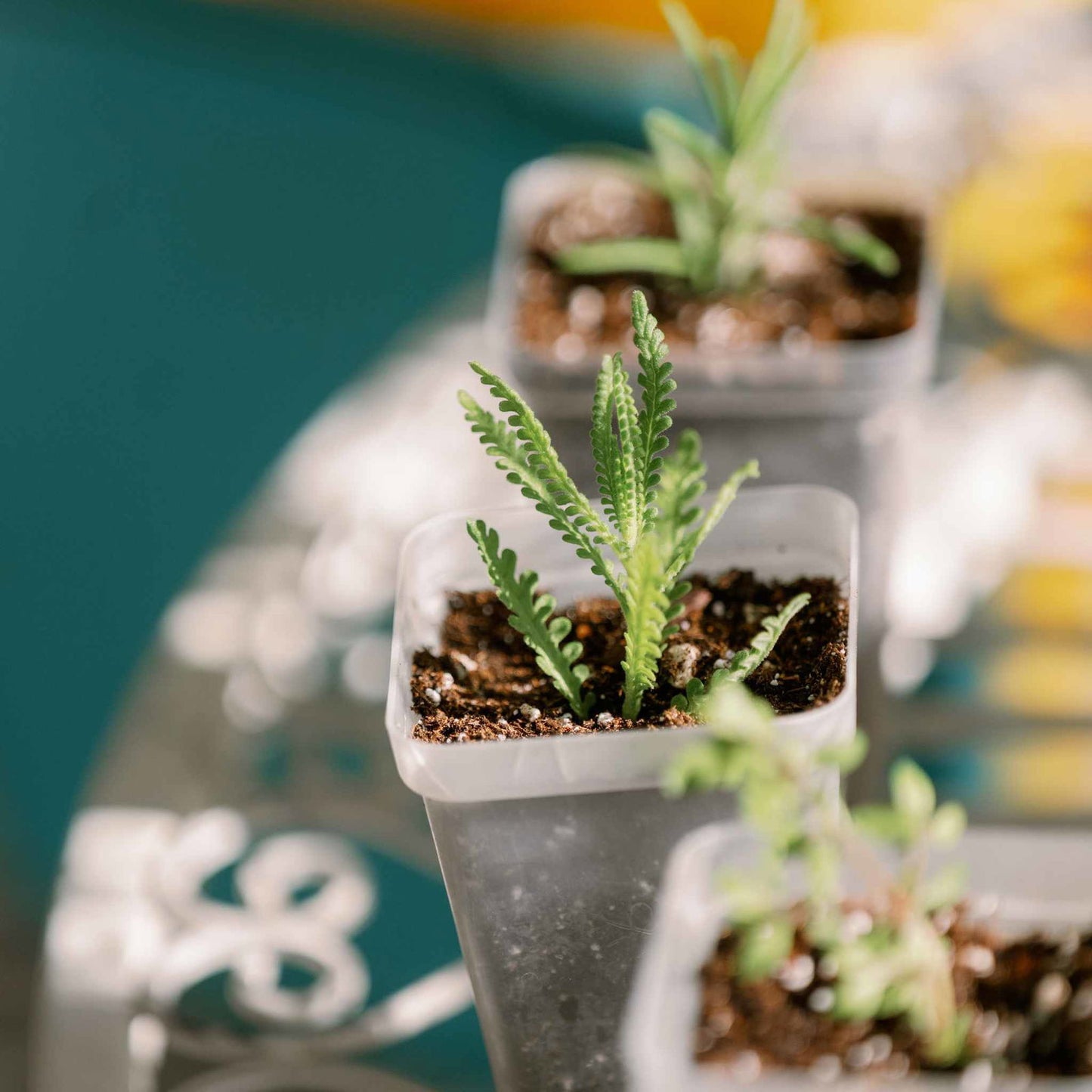 Photography lavender seedlings in small pots with dark soil and bright green foliage against a teal background
