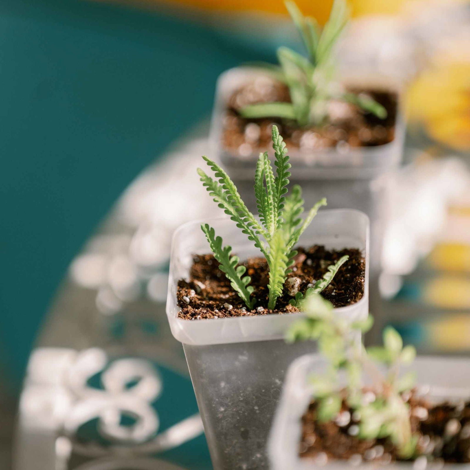Photography lavender seedlings in small pots with dark soil and bright green foliage against a teal background
