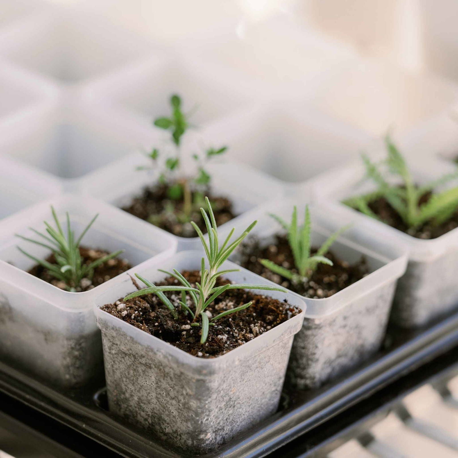 Photography Unknown Rosemary and thyme seedlings in small clear pots filled with dark brown soil and small white pebbles showing vibrant green growth
