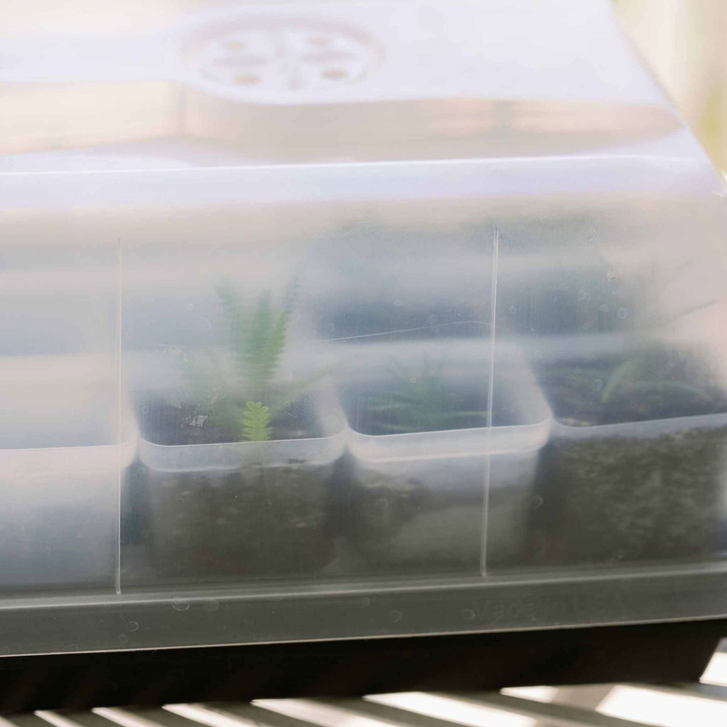 Plastic propagator with several small succulents in individual compartments showing vibrant green shoots and dark brown soil under a clear plastic dome

