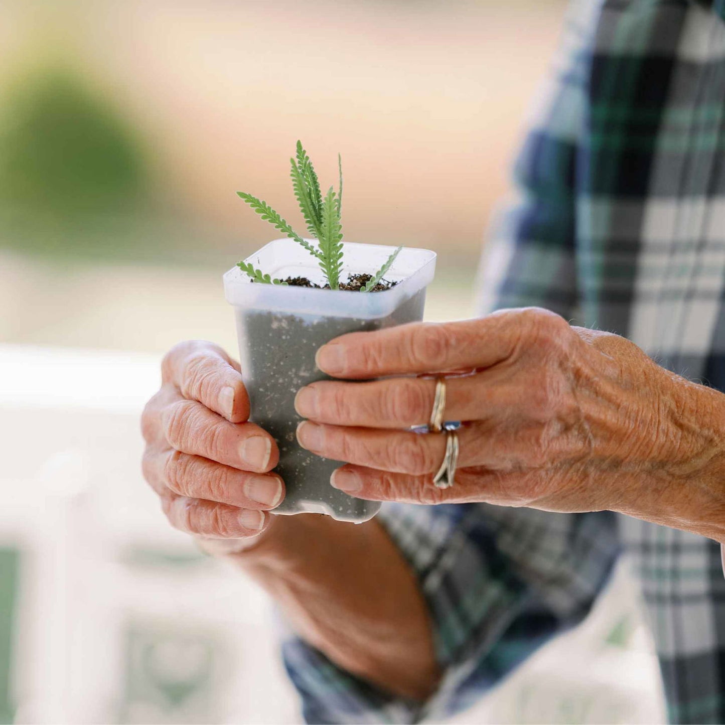 Photograph of a person's hands holding a small lavender plant in a gray pot showing dark soil, delicate green leaves and two rings