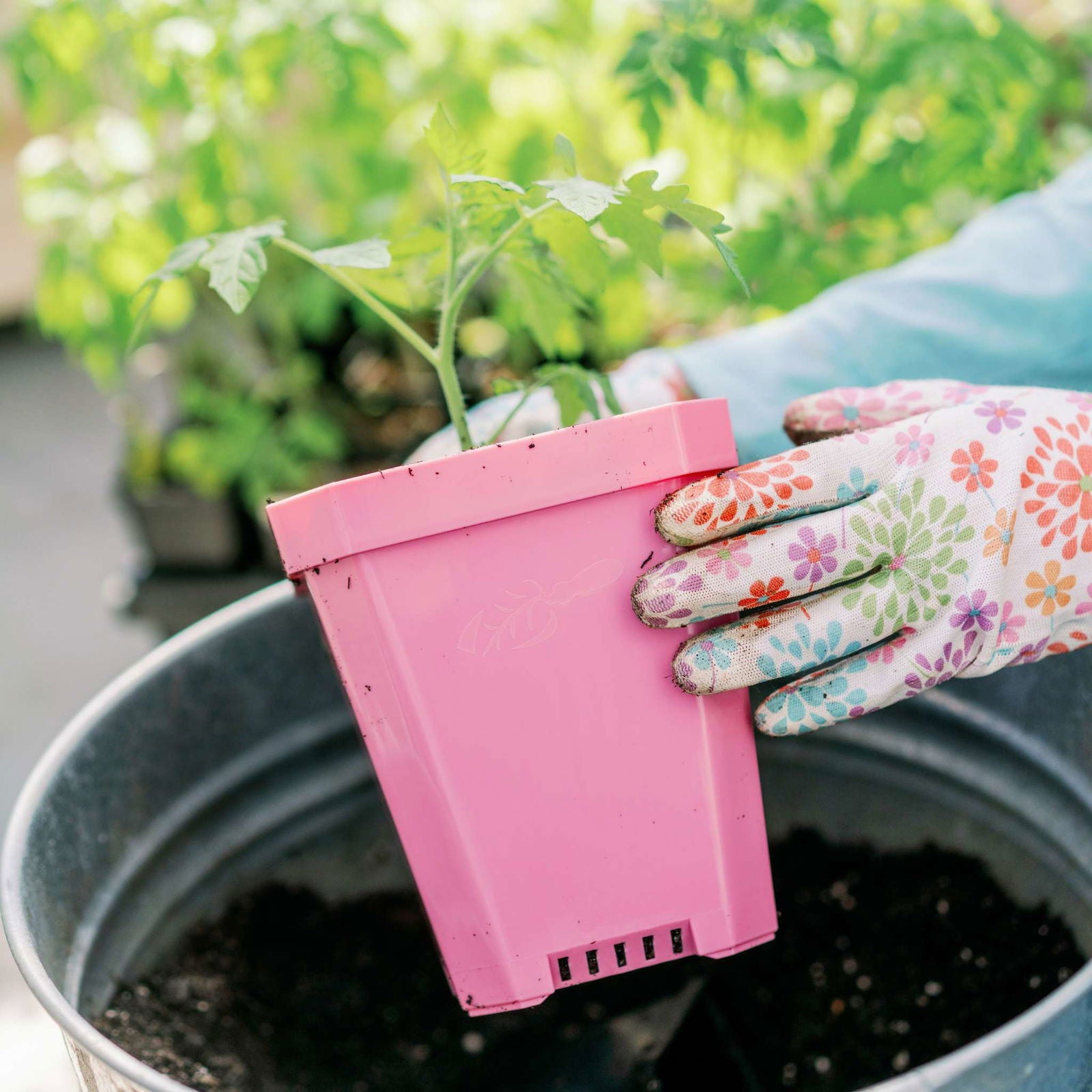 Wearing colorful floral gloves, a person holds a Bootstrap Farmer 5" Heavy Duty Seed Starting Pot with a young plant above a metal container of soil, preparing to transplant the seedling.