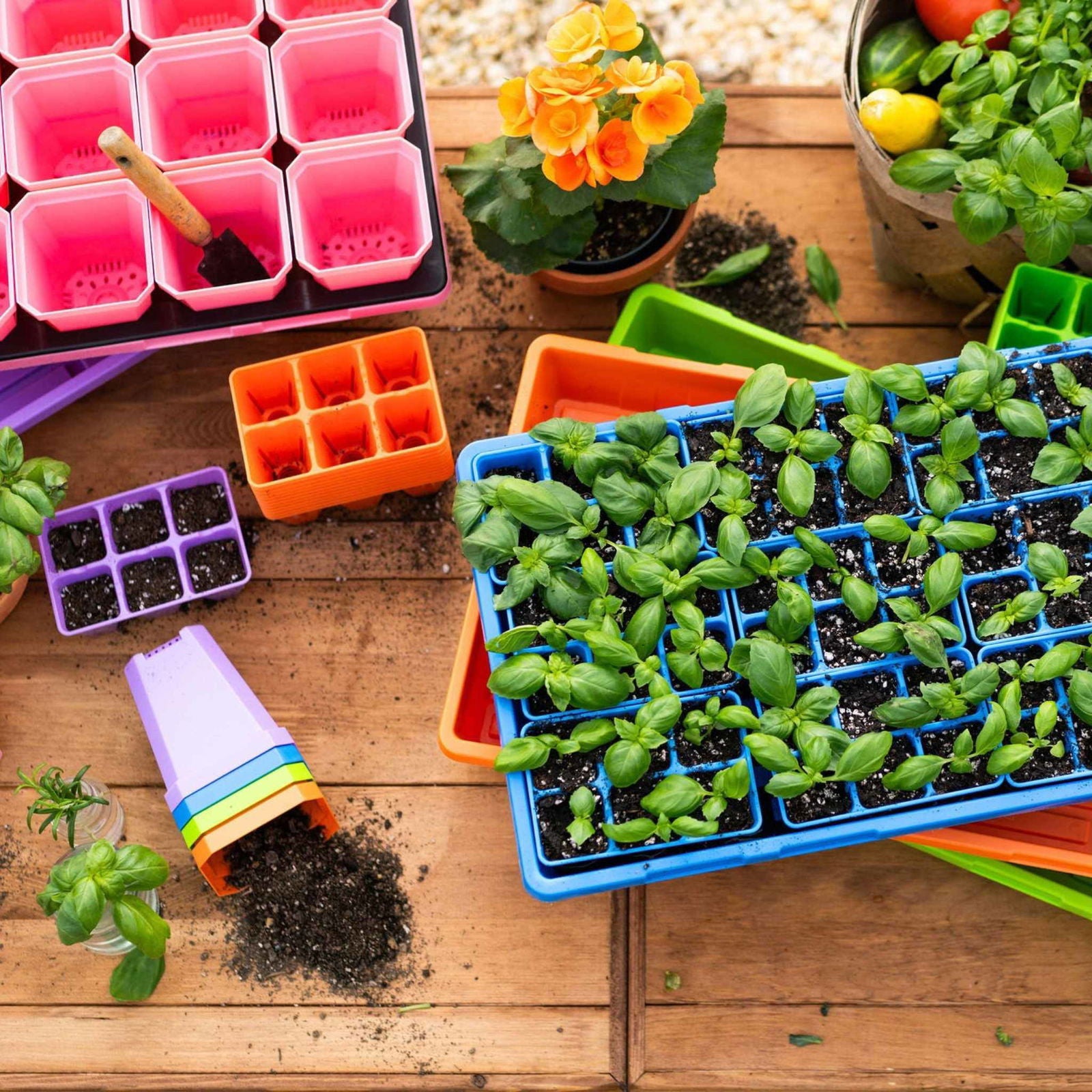 Plastic seed starter trays with vibrant orange, pink, and purple details show basil seedlings on a wooden table with a bright orange flower and a basket of fresh vegetables