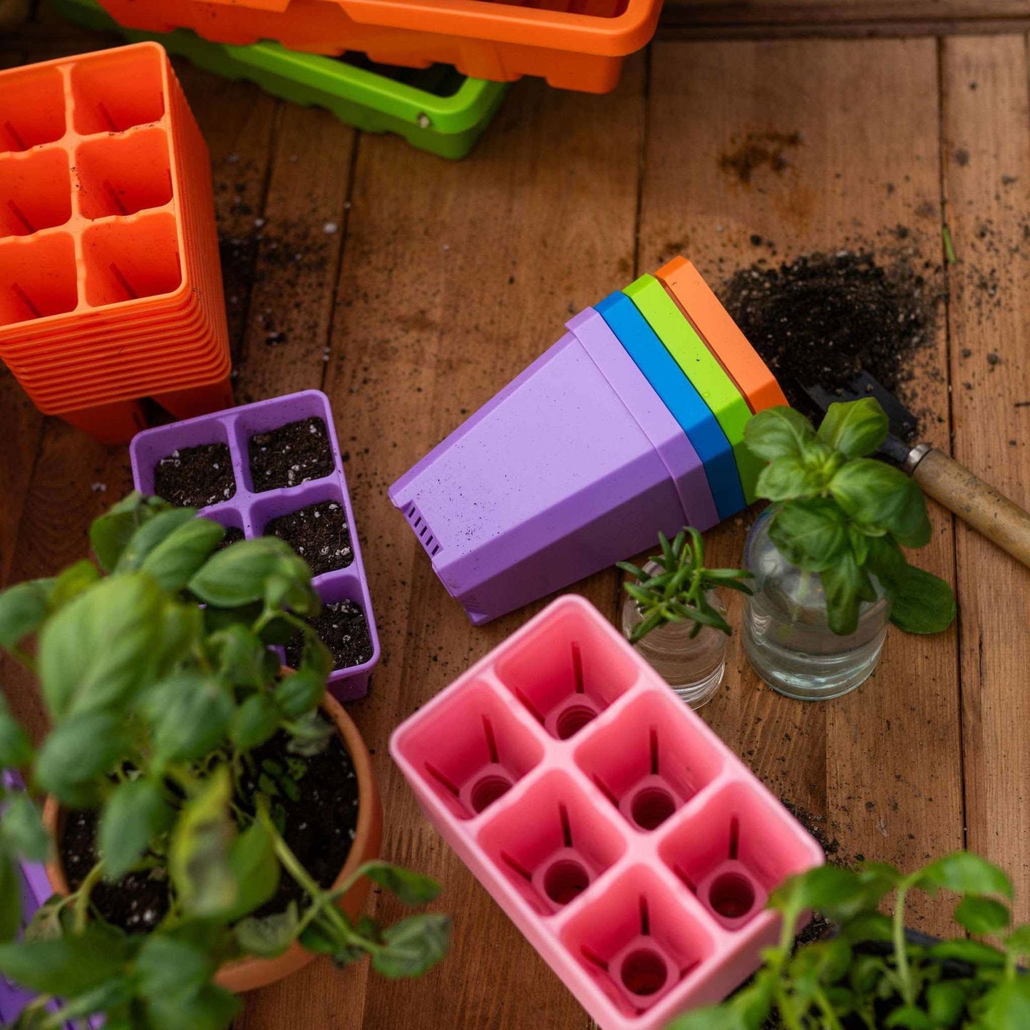 Plastic plant pots and seed trays with basil and rosemary plants on a wooden surface featuring vibrant orange, purple, and pink containers
