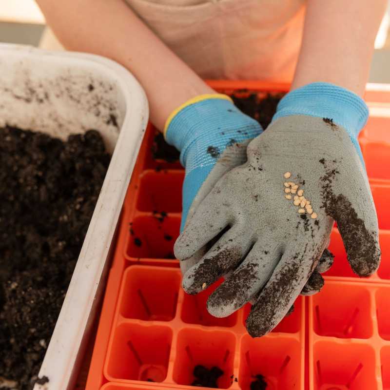 Photograph showing hands wearing blue and grey gardening gloves holding small light-colored seeds above an orange seed starting tray filled with dark soil