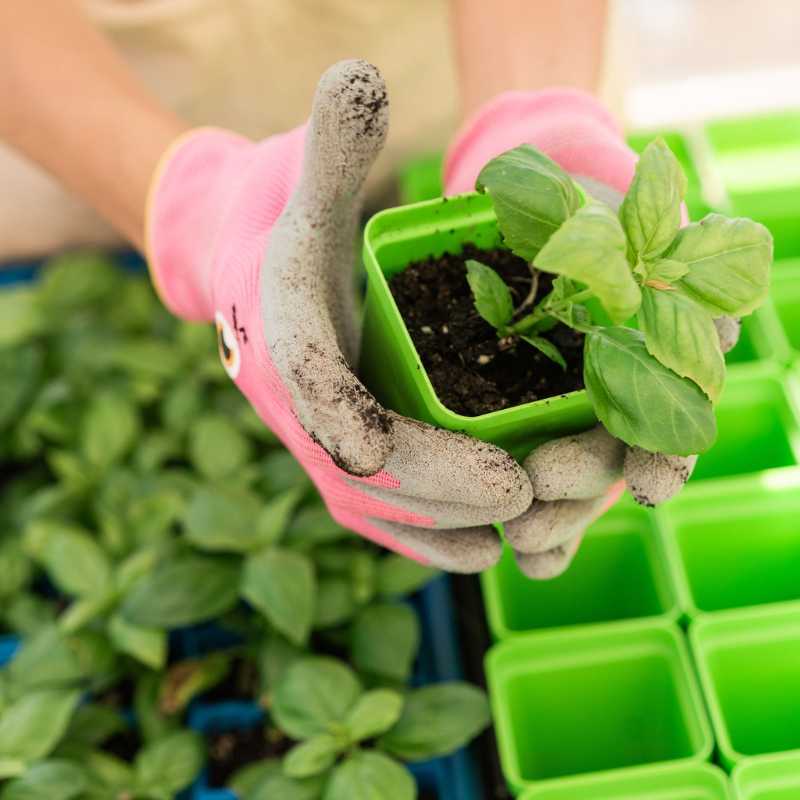 Photograph showing hands in pink and grey gardening gloves holding a vibrant green basil plant in a lime green pot surrounded by other seedlings in bright green containers
