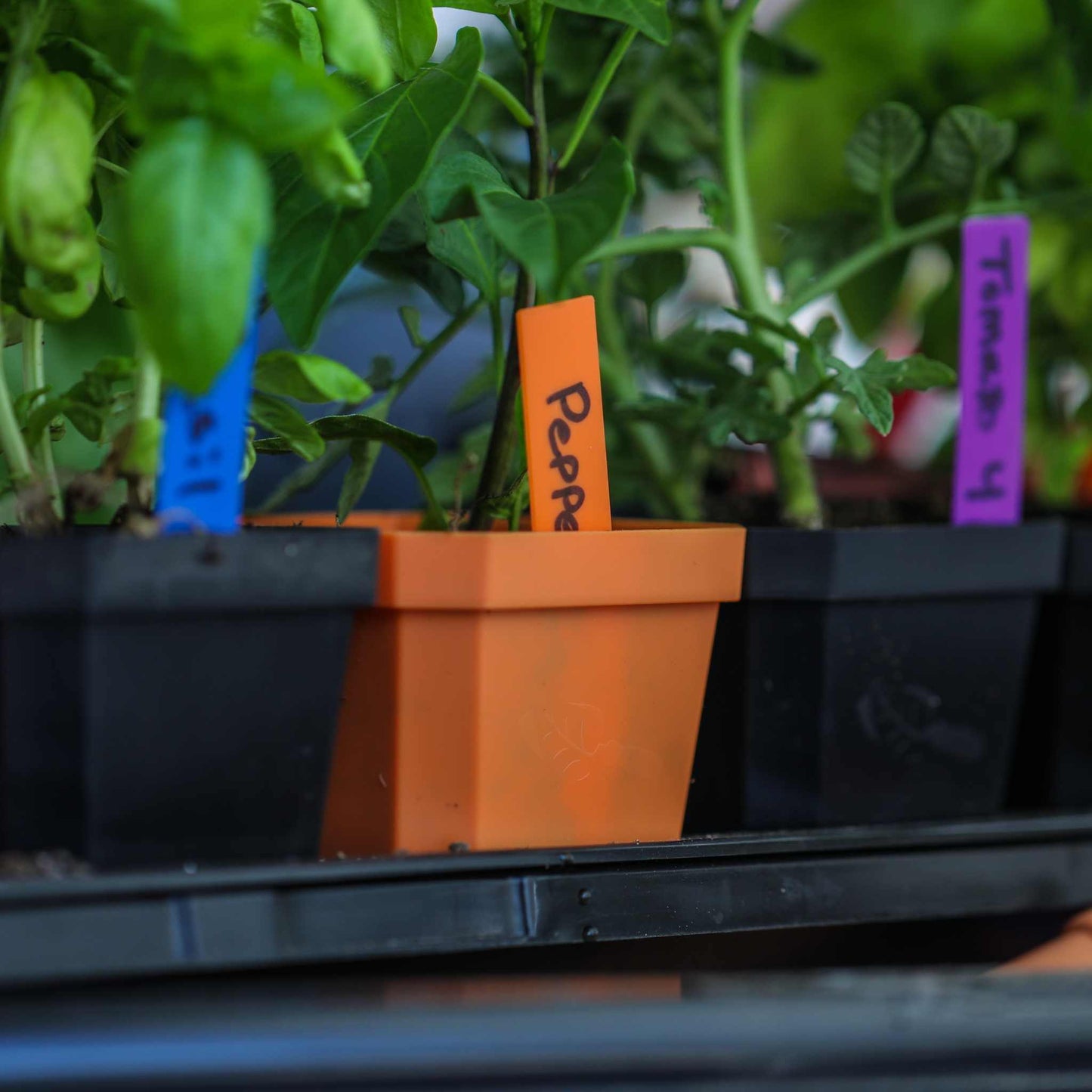 A close-up of a small orange pot marked Peppers, surrounded by others, shows green plants thriving. The scene is vibrant with Bootstrap Farmers Multi-color Plant Labels (100 count) on a dark tray, adding handwritten charm to the colorful environment.