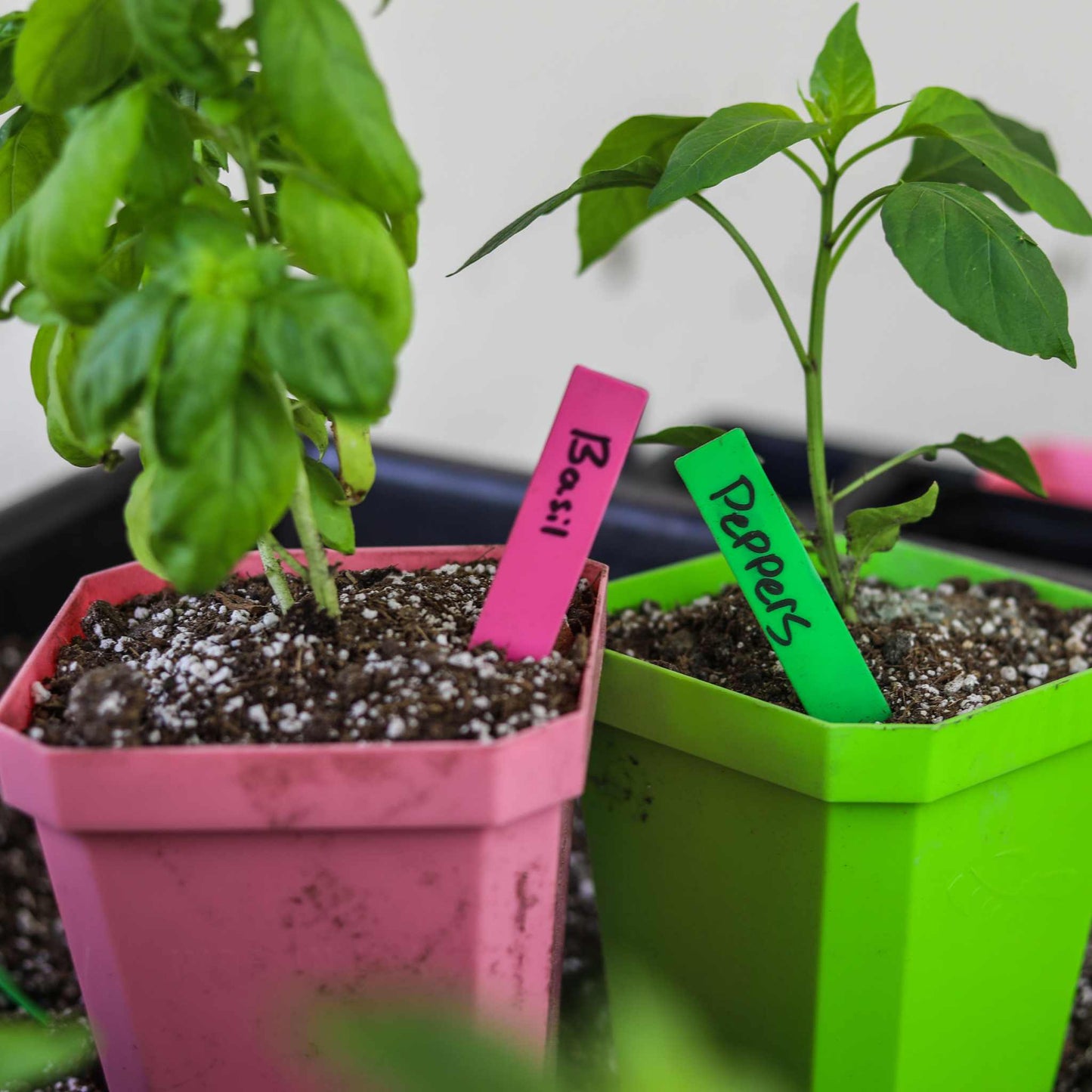 Two vibrant potted plants: a pink pot with basil and a green pot with peppers, each featuring durable, neatly marked multi-color plant labels by Bootstrap Farmer.