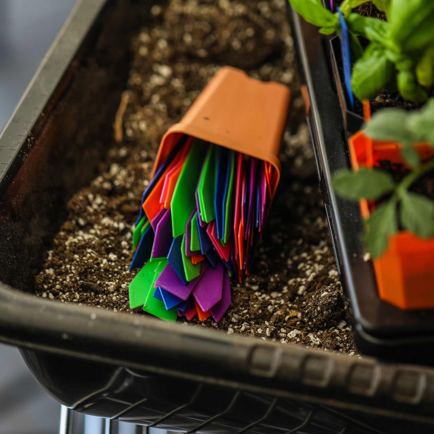 A tipped container of Bootstrap Farmers Multi-color Plant Labels (100 count) lies in a soil tray, revealing vibrant green, purple, and red markers while green leaves emerge on the right.