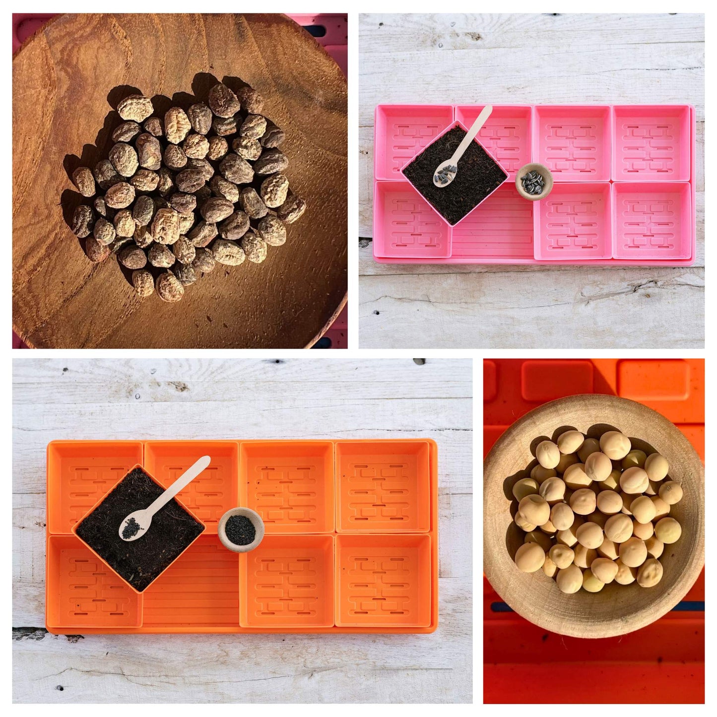 Bootstrap Farmer 5x5 Microgreens Kit with LED grow light, featuring a tray filled with vibrant microgreens for indoor gardening.