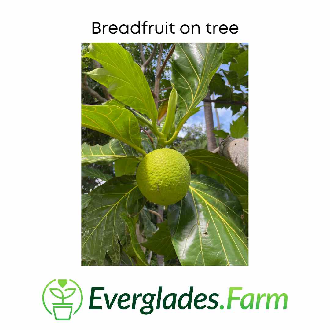 Breadfruit Tree, Air Layered
