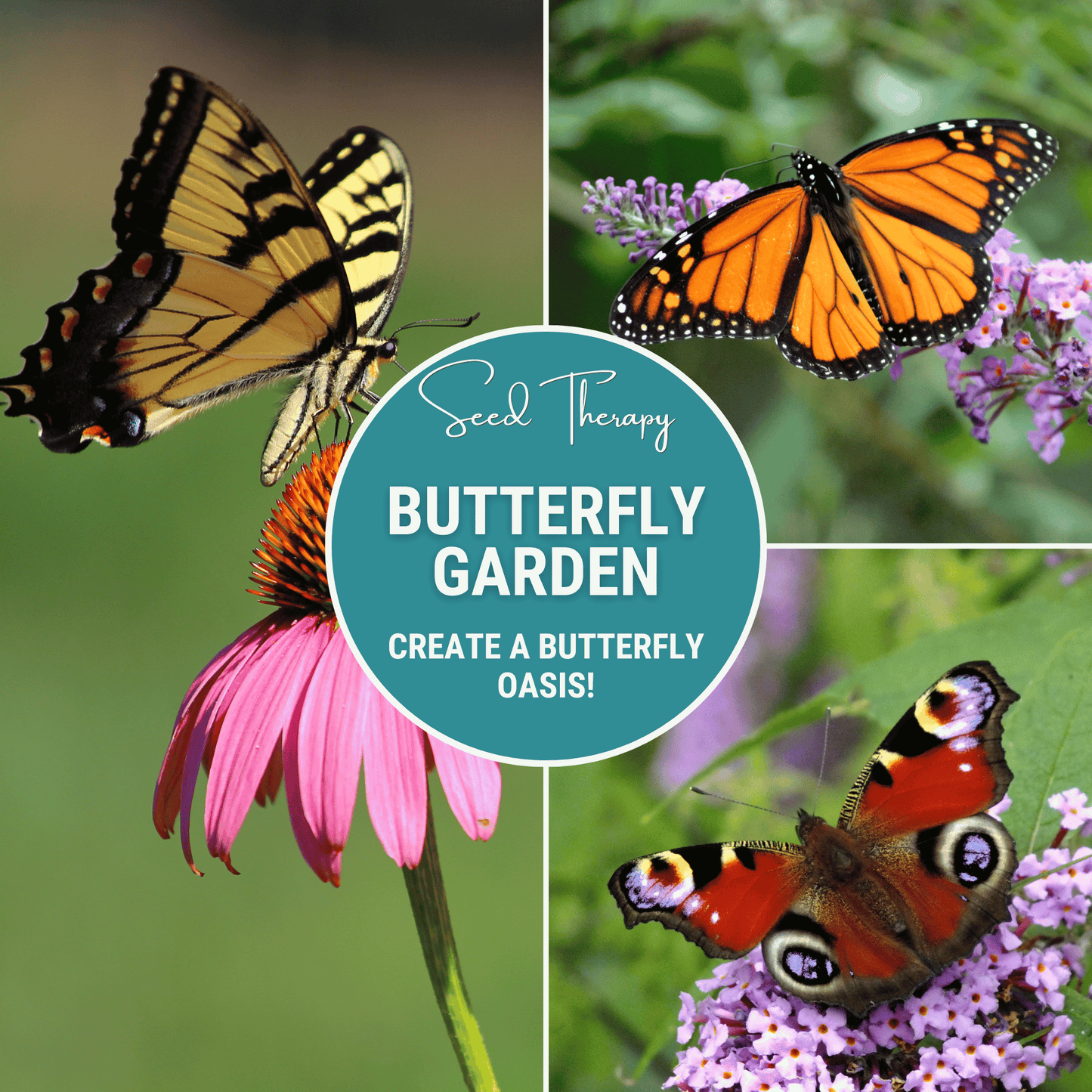 Butterfly Garden Seed Collection – 10 Varieties - Southern Seeds ~ Blessings Grow Meadows