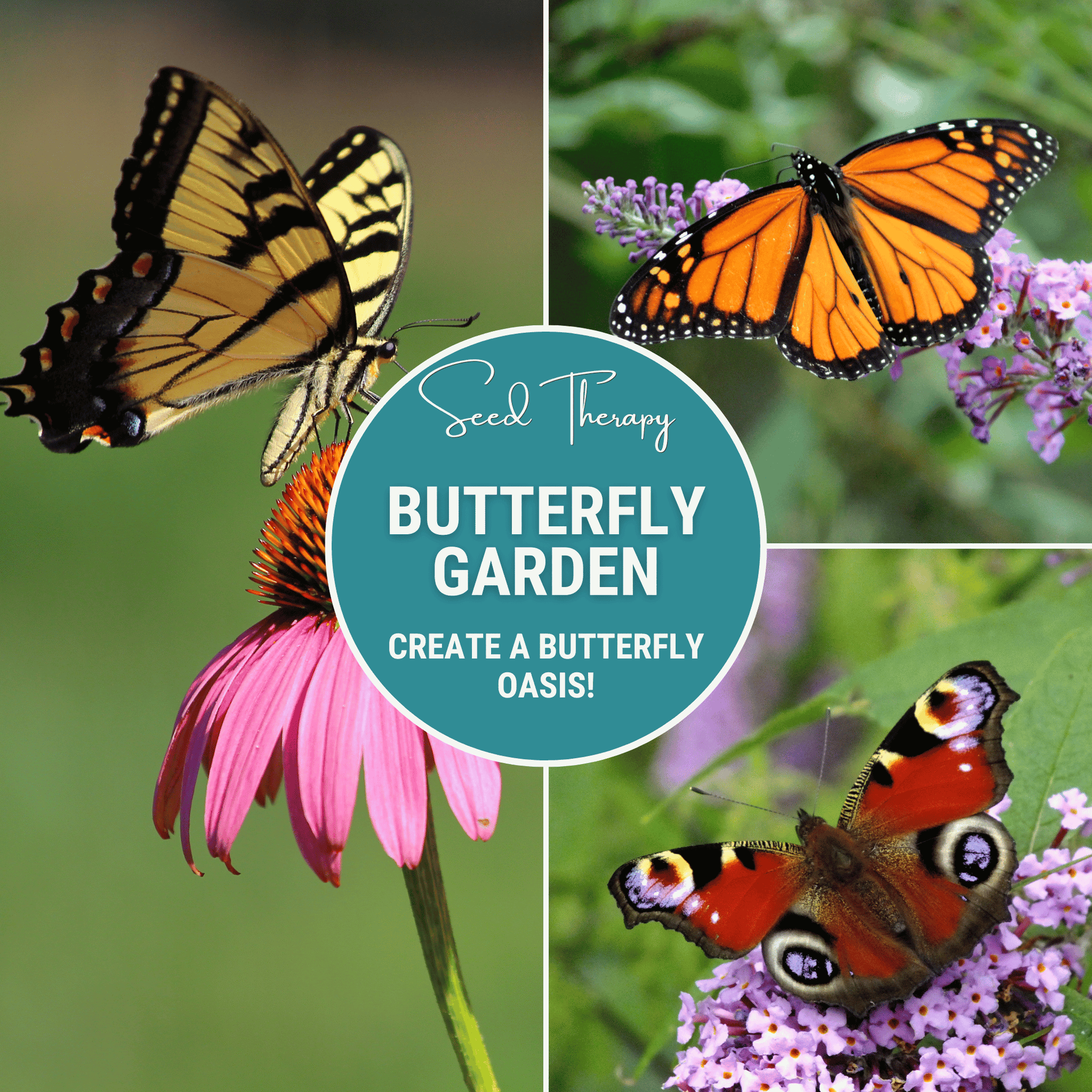 Butterfly Garden Seed Collection – 10 Varieties - Southern Seeds ~ Blessings Grow Meadows