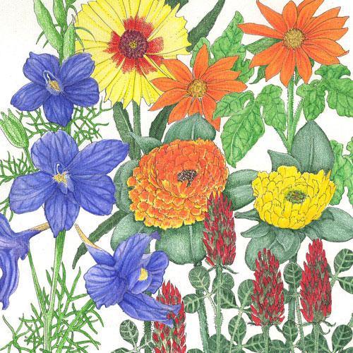 Butterfly Garden Wildflower Mix (1/4 lb) - Blessings Grow Meadows