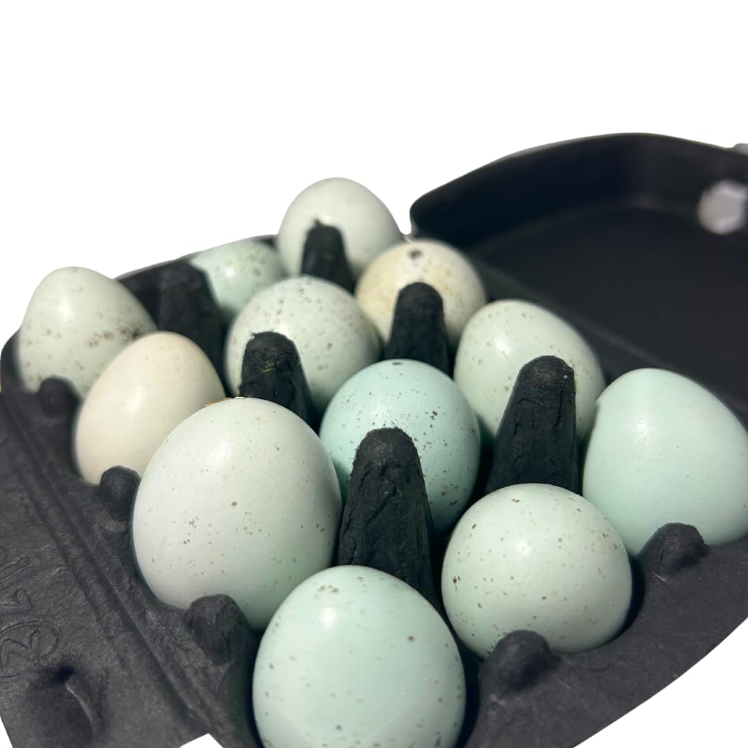 Set of 10 hollowed celadon quail eggs for crafts, natural eggs with smooth, painted green shell, suitable for decorative projects.