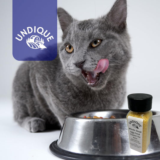 High-protein Quailicious Boost cat food topper by Quailz.com, featuring freeze-dried quail eggs for digestive health and nutrient support.