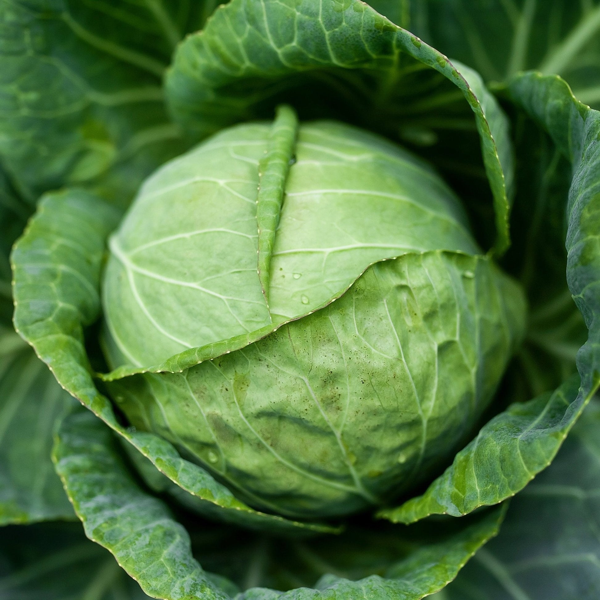 Cabbage Seeds - Danish Ballhead - Blessings Grow Meadows