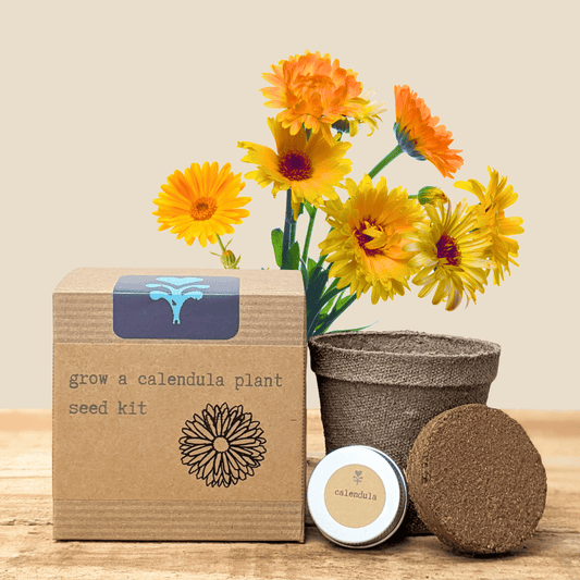 Calendula herb seeds in a beginner grow kit from Plantflix, ideal for starting a home herb garden.
