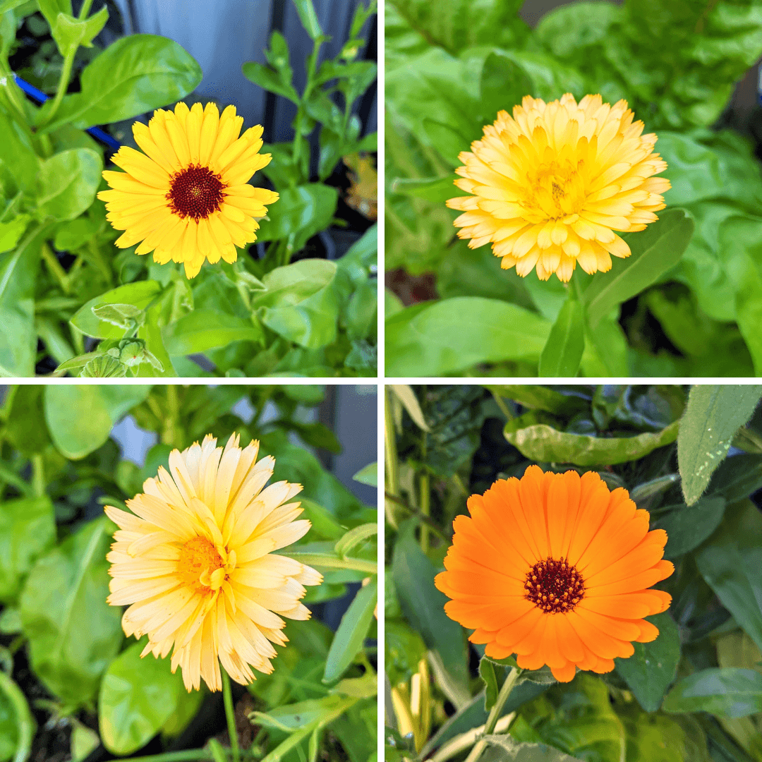 Calendula beginner grow kit with herb seeds, including planting materials from Plantflix for easy gardening at home.