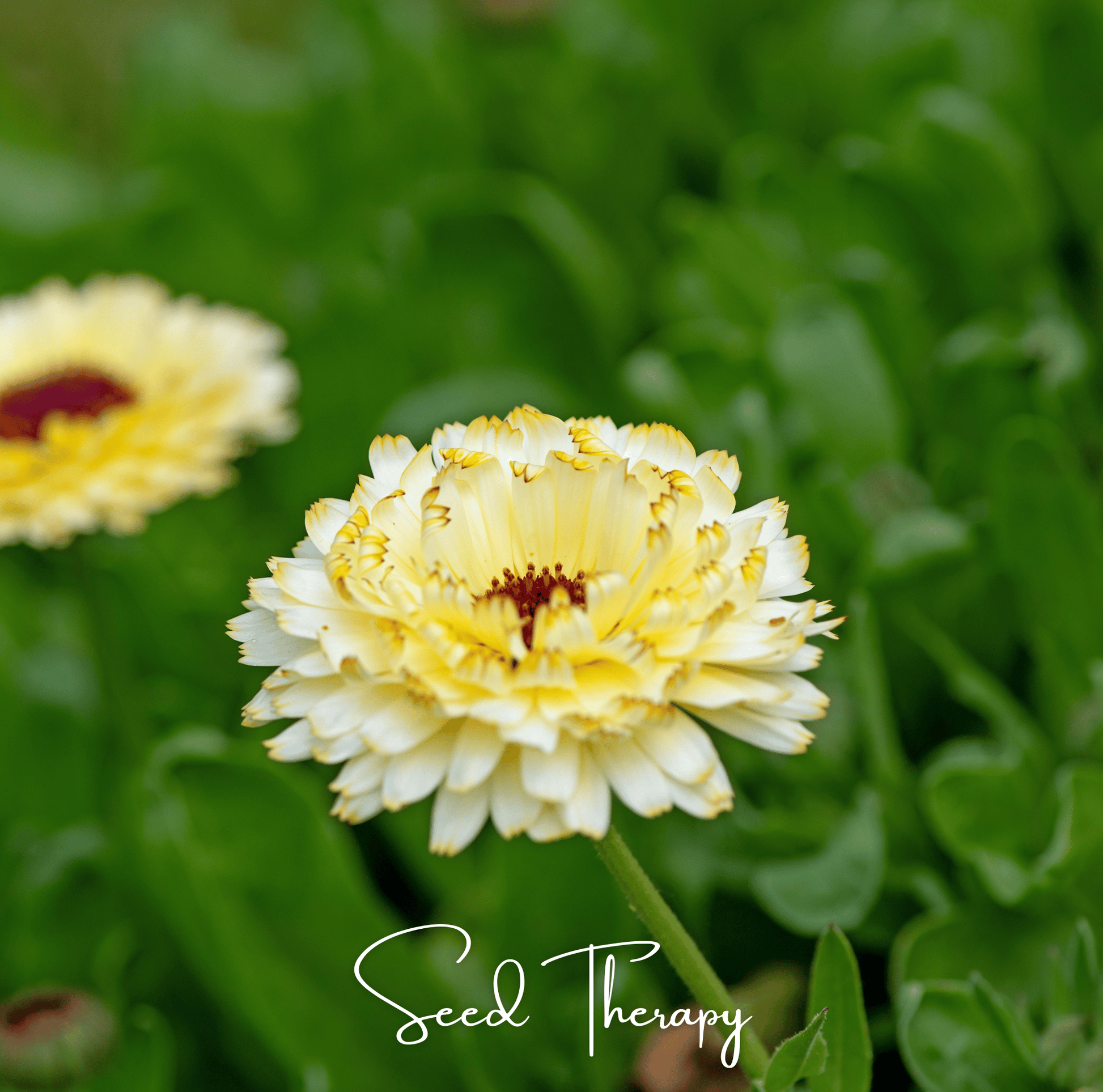 Packet of Ivory Princess Calendula seeds from Southern Seeds, featuring 50 calendula officinalis seeds for garden planting.