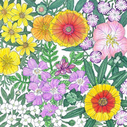 California Central Valley Wildflower Mix (1/4 lb) - Blessings Grow Meadows