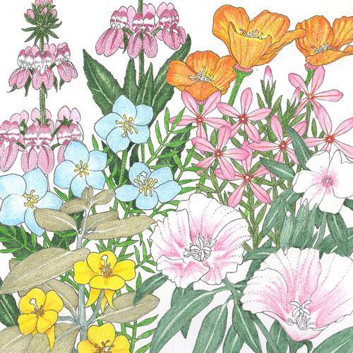 California Coastal Range Wildflower Mix (1/4 lb) - Blessings Grow Meadows