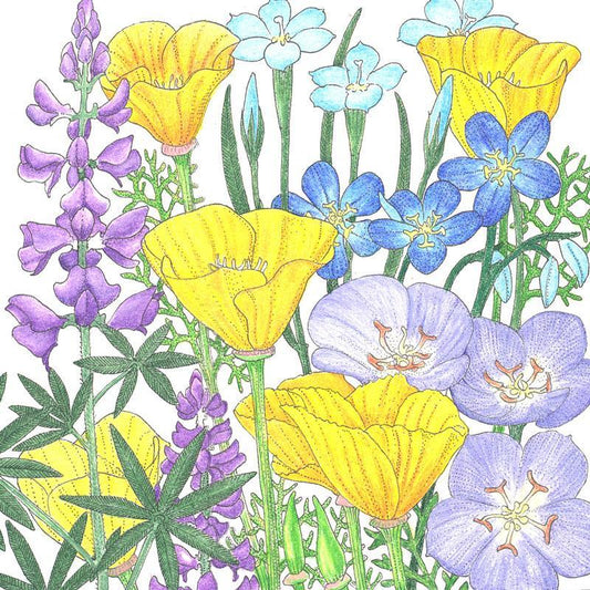 California Native Blue & Gold Wildflower Mix (1/4 lb) - Blessings Grow Meadows
