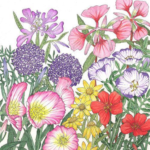California Native Wildflower Mix (1/4 lb) - Blessings Grow Meadows
