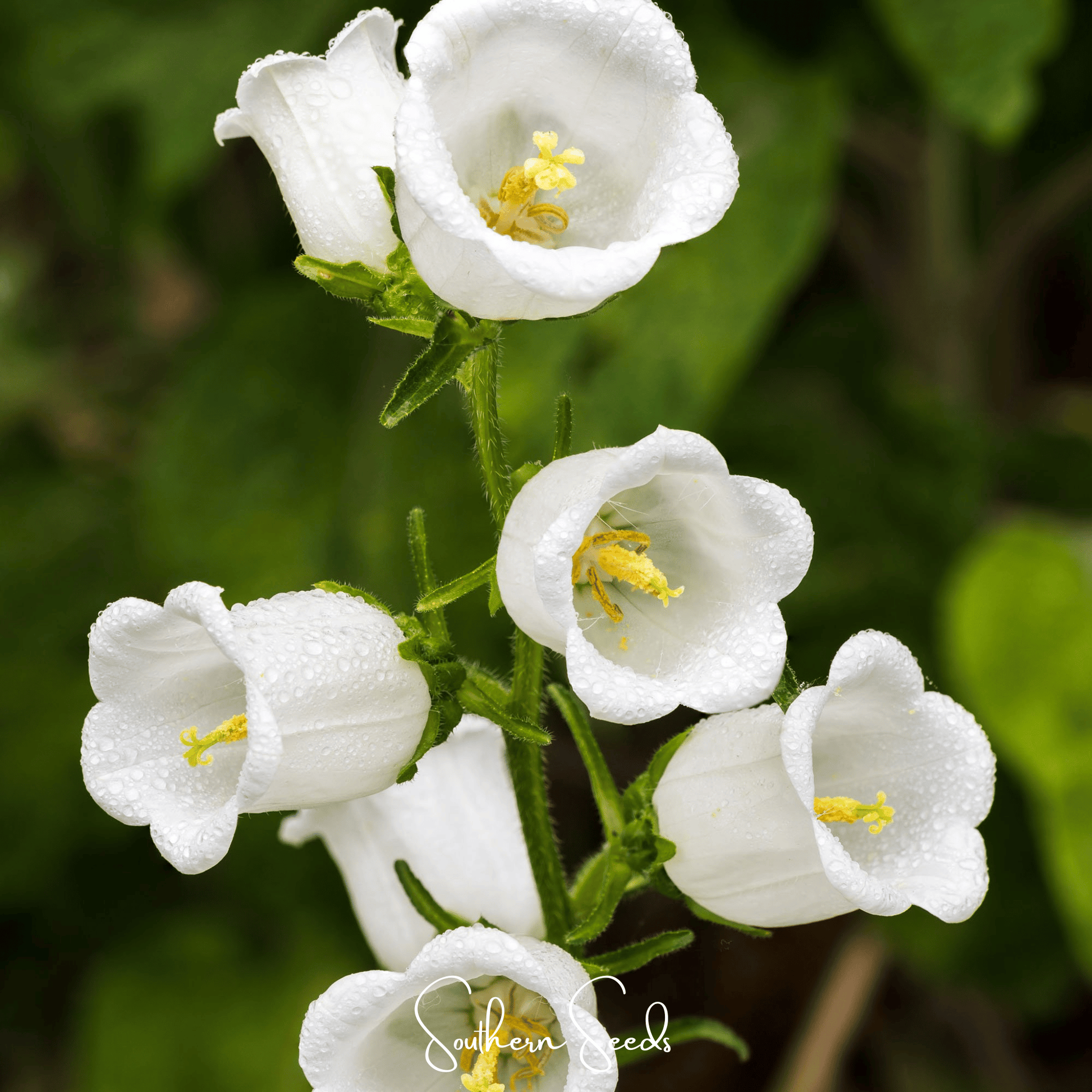 Canterbury Bells Mix seeds from Southern Seeds showing colorful flower buds and green foliage, ready for planting.