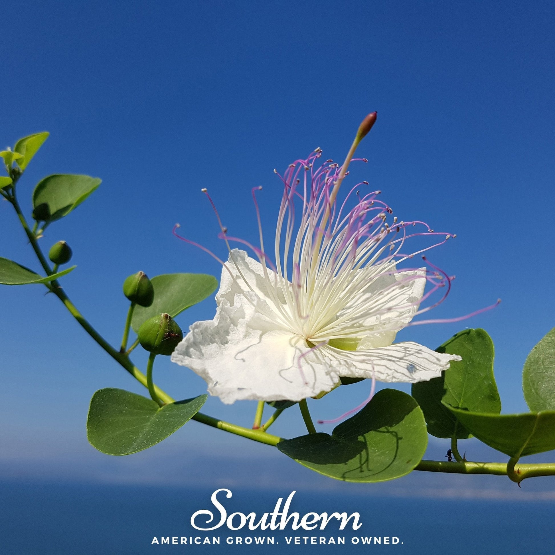 Caper Bush plant with green foliage, 10 seeds in packaging from Southern Seeds, suitable for planting and growing caper plants.